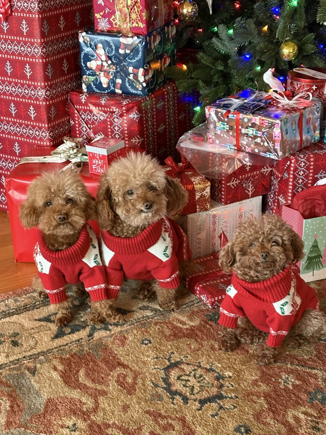 Three apricot and red toy poodles in matching red Christmas sweaters under a decorated tree, surrounded by gifts.